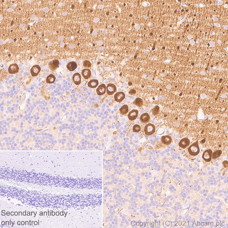 Immunohistochemistry (Formalin/PFA-fixed paraffin-embedded sections) - Anti-PDE5A/PDE5 antibody [EPR24129-95] - BSA and Azide free (AB280891)