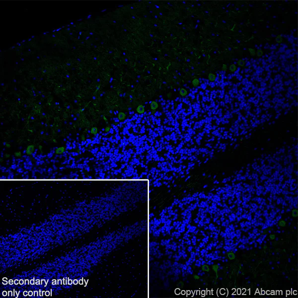 Immunohistochemistry (Frozen sections) - Anti-PDE5A/PDE5 antibody [EPR24129-95] - BSA and Azide free (AB280891)