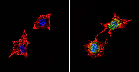 Immunocytochemistry/ Immunofluorescence - Anti-PDE6D antibody (AB5665)