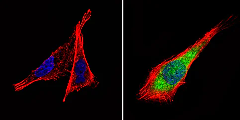 Immunocytochemistry/ Immunofluorescence - Anti-PDE6D antibody (AB5665)