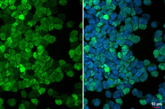 Immunocytochemistry/ Immunofluorescence - Anti-PDE6D antibody [HL1359] - BSA and Azide free (AB313845)
