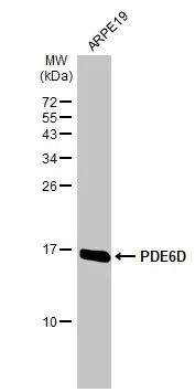 Western blot - Anti-PDE6D antibody [HL1359] - BSA and Azide free (AB313845)