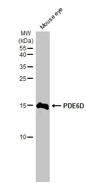 Western blot - Anti-PDE6D antibody [HL1359] - BSA and Azide free (AB313845)