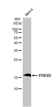 Western blot - Anti-PDE6D antibody [HL1359] - BSA and Azide free (AB313845)