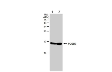Western blot - Anti-PDE6D antibody [HL1359] - BSA and Azide free (AB313845)