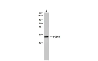 Western blot - Anti-PDE6D antibody [HL1359] - BSA and Azide free (AB313845)