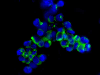 Immunocytochemistry/ Immunofluorescence - Anti-PDE7A/HCP1 antibody [EPR7731] - BSA and Azide free (AB249158), expandable thumbnail