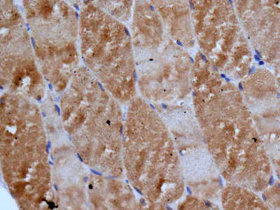 Immunohistochemistry (Formalin/PFA-fixed paraffin-embedded sections) - Anti-PDE7A/HCP1 antibody [EPR7731] - BSA and Azide free (AB249158)