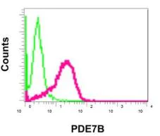 Flow Cytometry (Intracellular) - Anti-PDE7B antibody [EPR11491] - BSA and Azide free (AB249586)