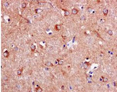 Immunohistochemistry (Formalin/PFA-fixed paraffin-embedded sections) - Anti-PDE7B antibody [EPR11491] - BSA and Azide free (AB249586)