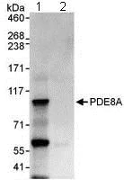 Immunoprecipitation - Anti-PDE8A antibody (AB109597)