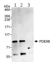 Immunoprecipitation - Anti-PDE8B antibody (AB112024)