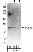 Western blot - Anti-PDE8B antibody (AB112024)