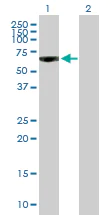 Western blot - Anti-PDE9A antibody (AB168432)