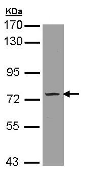 Western blot - Anti-PDE9A antibody (AB97556)