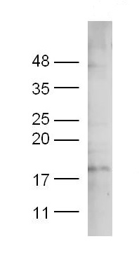 Western blot - Anti-PDGF AA antibody (AB216619), expandable thumbnail