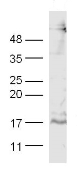 Western blot - Anti-PDGF AA antibody (AB216619), expandable thumbnail