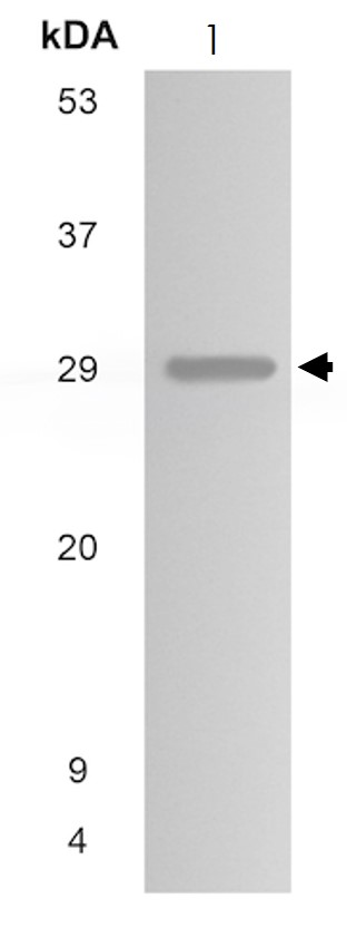 Western blot - Anti-PDGF AA antibody [MM0013-6D35] (AB51868), expandable thumbnail