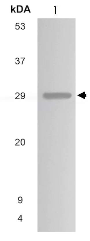 Western blot - Anti-PDGF AA antibody [MM0013-6D35] (AB51868)
