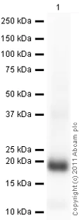 Western blot - Anti-PDGF B antibody (AB23914)