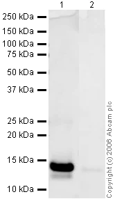 Western blot - Anti-PDGF B antibody (AB23914)