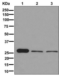 Western blot - Anti-PDGF B antibody [EPR6834] - BSA and Azide free (AB240207), expandable thumbnail