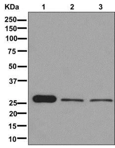 Western blot - Anti-PDGF B antibody [EPR6834] - BSA and Azide free (AB240207)