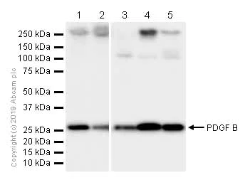 Western blot - Anti-PDGF B antibody [EPR6834] - BSA and Azide free (AB240207)