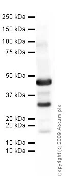 Western blot - Anti-PDGF BB antibody (AB9704)