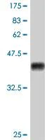 Western blot - Anti-PDGFC antibody - C-terminal (AB194504)