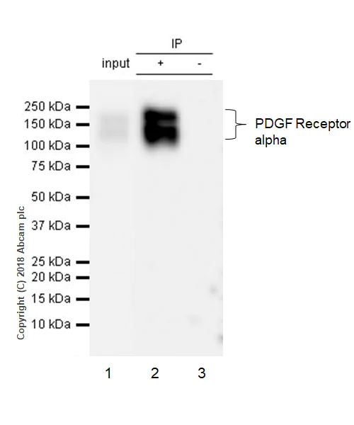 Immunoprecipitation - Anti-PDGFR alpha antibody [EPR22059-270] (AB203491)