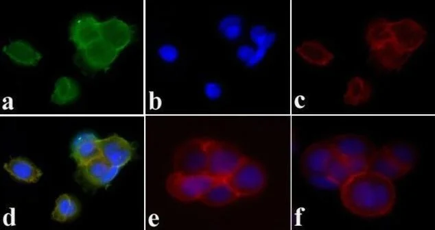 Immunocytochemistry - Anti-PDGFR alpha + Beta (phospho Y572 + Y574) antibody (AB5443)