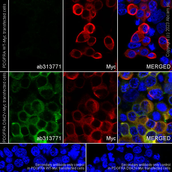 Immunocytochemistry/ Immunofluorescence - Anti-PDGFR alpha (mutated D842V) antibody [EPR26304-280] (AB313771), expandable thumbnail