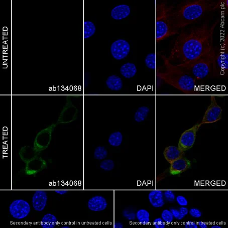 Immunocytochemistry - Anti-PDGFR alpha (phospho Y720) antibody [EP2478] - BSA and Azide free (AB248668)
