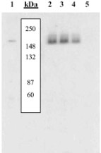 Western blot - Anti-PDGFR alpha (phospho Y742) antibody (AB5452)