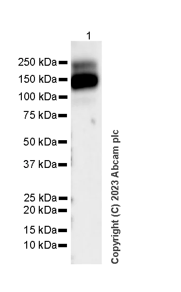 Western blot - Anti-PDGFR beta antibody [EPR26830-84] - BSA and Azide free (AB313778)