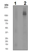 Western blot - Anti-PDGFR beta (phospho Y1009) antibody [EP2137Y] - BSA and Azide free (AB284777)