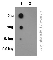 Dot Blot - Anti-PDGFR beta (phospho Y1021) antibody [EPR2476] (AB134048), expandable thumbnail