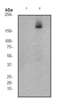 Western blot - Anti-PDGFR beta (phospho Y740) antibody [EP2135Y] - BSA and Azide free (AB247519)