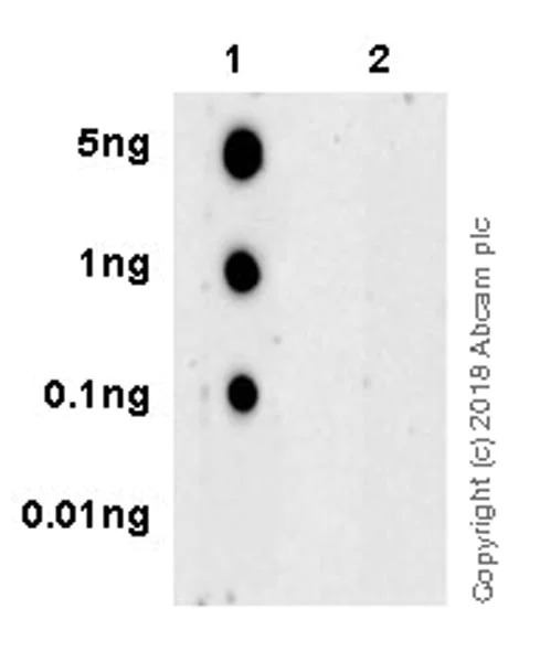 Dot Blot - Anti-PDGFR beta (phospho Y751) antibody [EPR21744] (AB218534)