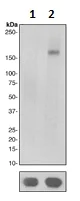 Western blot - Anti-PDGFR beta (phospho Y771) antibody [EPR2477] (AB109391)