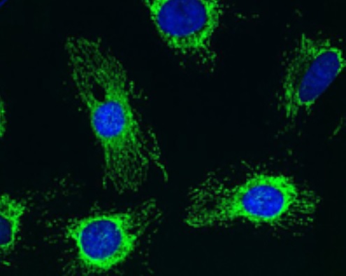 Immunocytochemistry/ Immunofluorescence - Anti-PDHA1 antibody [8D10E6] (AB110334)