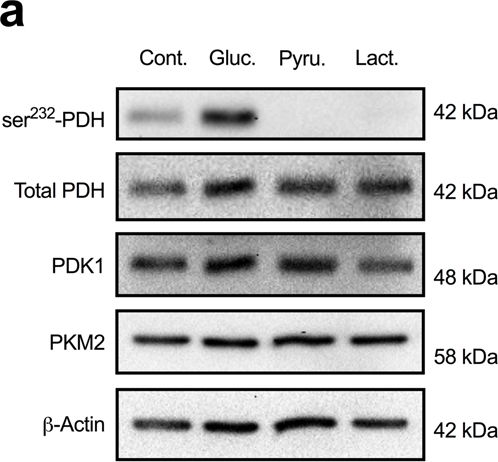 Anti-PDHA1 antibody [8D10E6]