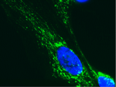 Immunocytochemistry/ Immunofluorescence - Anti-PDHA1 antibody [9H9AF5] (AB110330), expandable thumbnail