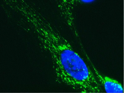 Immunocytochemistry/ Immunofluorescence - Anti-PDHA1 antibody [9H9AF5] (AB110330)