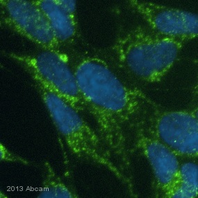 Immunocytochemistry/ Immunofluorescence - Anti-PDHA1 antibody [9H9AF5] (AB110330), expandable thumbnail