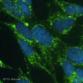 Immunocytochemistry/ Immunofluorescence - Anti-PDHA1 antibody [9H9AF5] (AB110330)