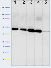 Western blot - Anti-PDHA1 antibody [9H9AF5] (AB110330), expandable thumbnail