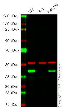 Western blot - Anti-PDHA1 antibody [9H9AF5] (AB110330), expandable thumbnail