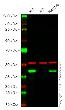 Western blot - Anti-PDHA1 antibody [9H9AF5] (AB110330)